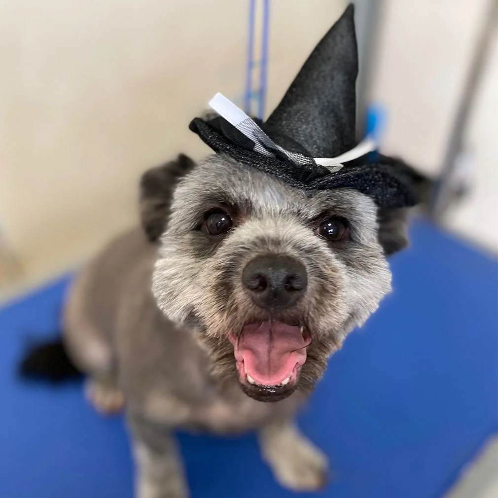 2nd Oct Bella Galway