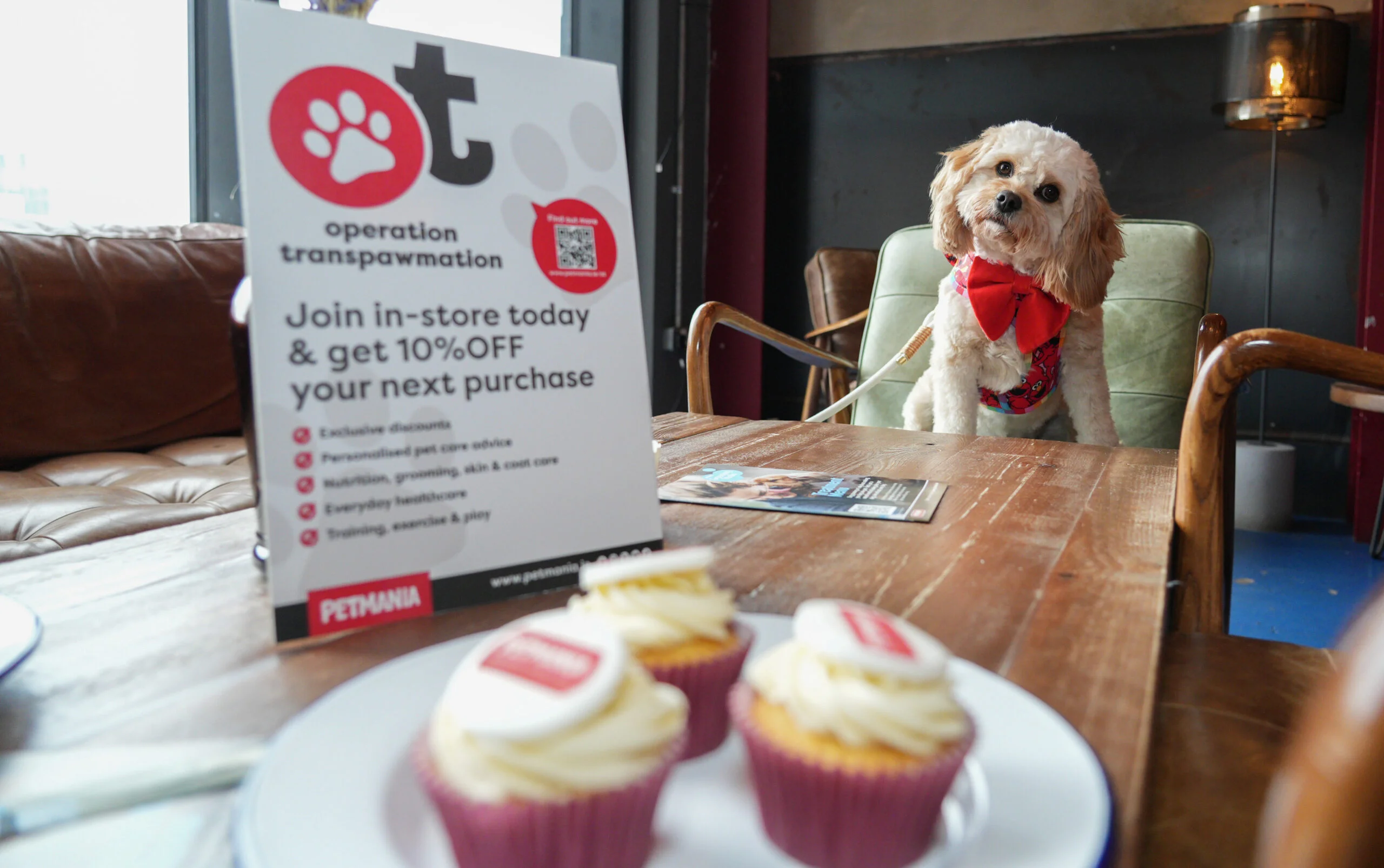 Petmania Operation TransPAWmation 4 scaled 1