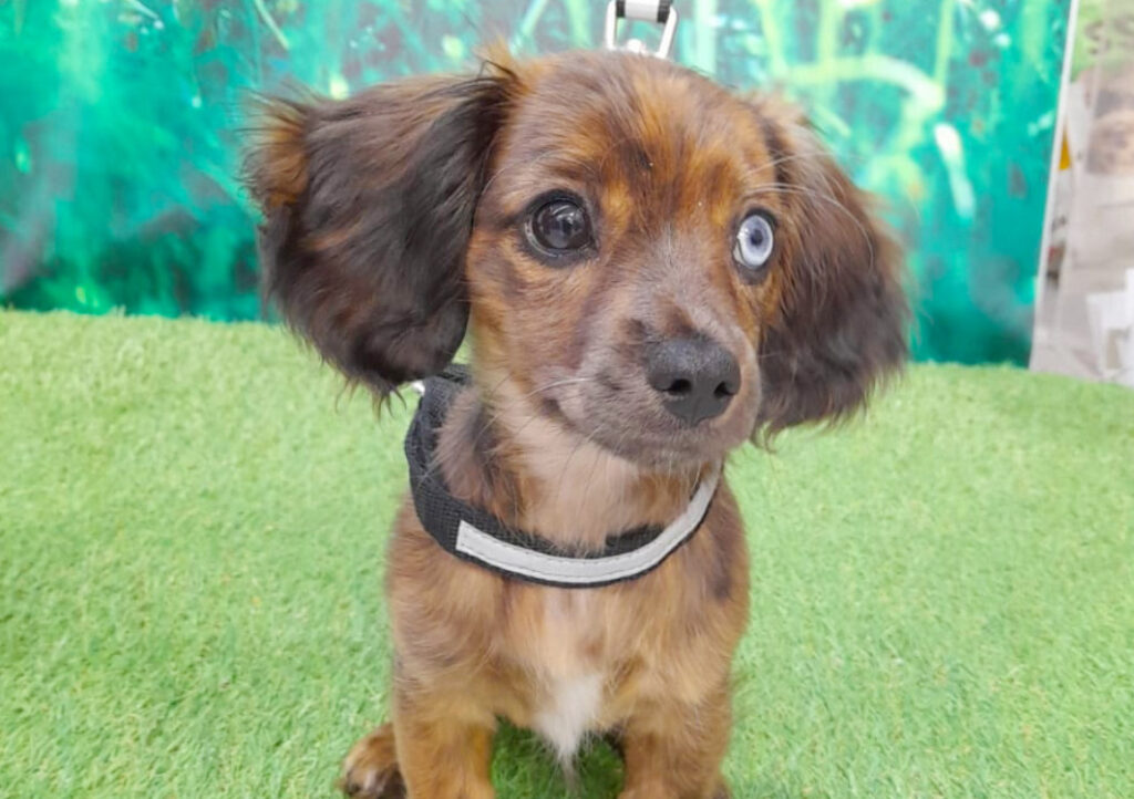 Brown Dog, with different coloured eyes.